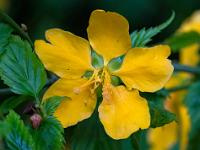 Gelbe Strauchblüte nach Regen